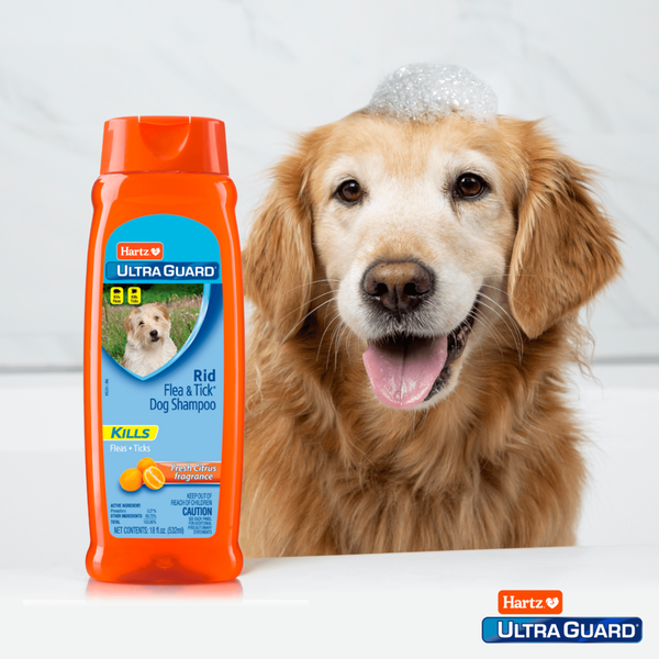 Hartz fashion flea shampoo for dogs