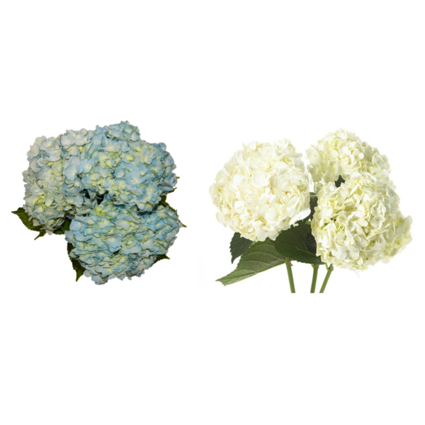 Floral White Or Blue Hydrangea hero