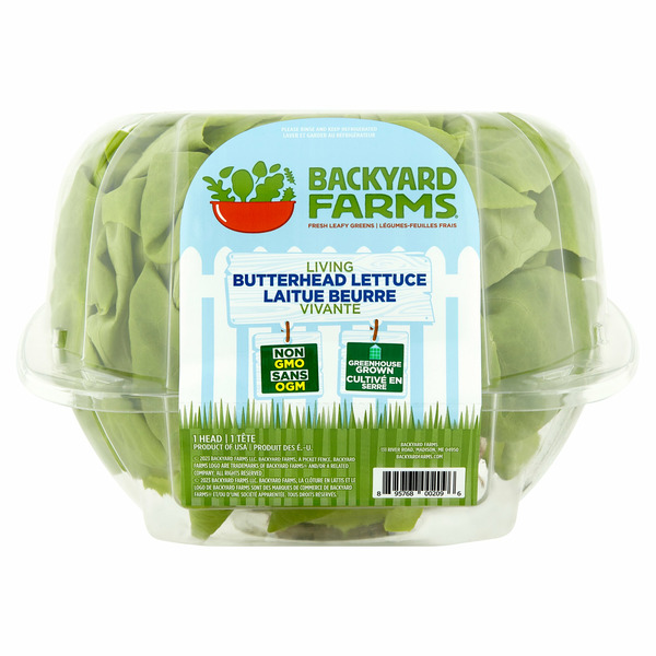 Butter Backyard Farmer Living Butterhead Lettuce hero