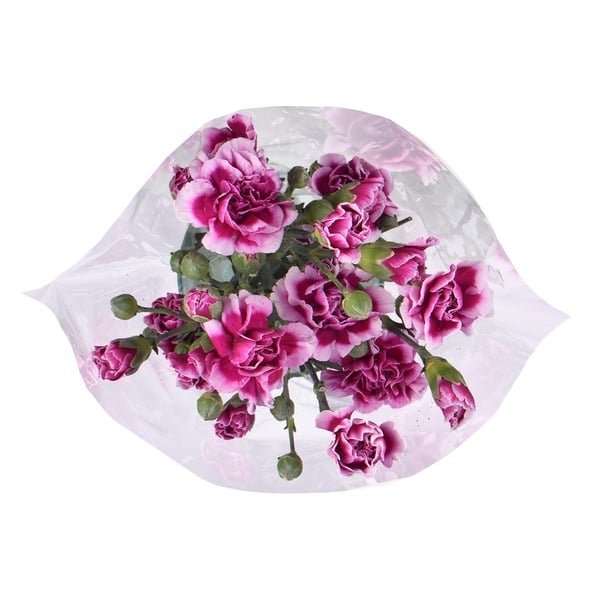 Floral Assorted Dianthus hero