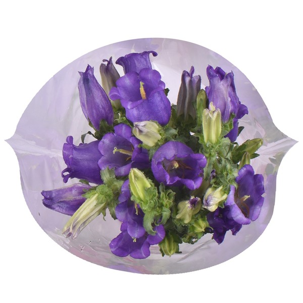 Floral Campanula Flower hero