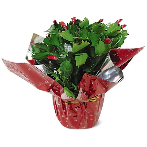 Non-Food 5" Assorted Christmas Cactus hero