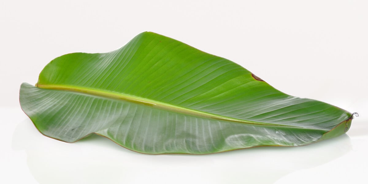 Banana leaves - All You Need to Know