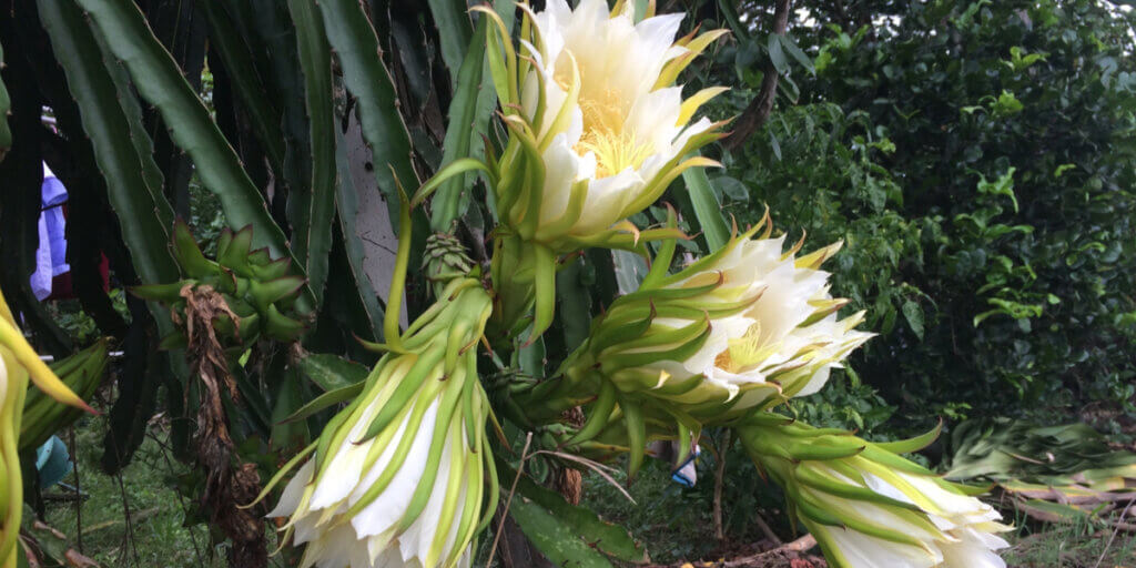 Dragon fruit cuttings growing and starting to flower.