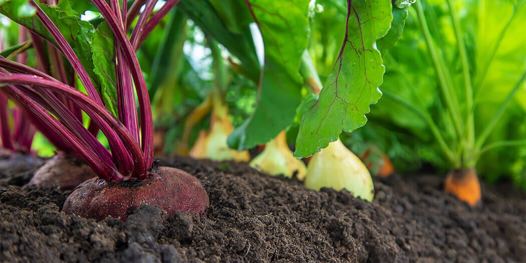 The Ultimate Guide to Spring Vegetables