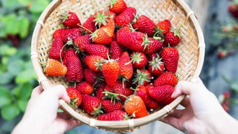 Jersey strawberries are here and they're really early! 