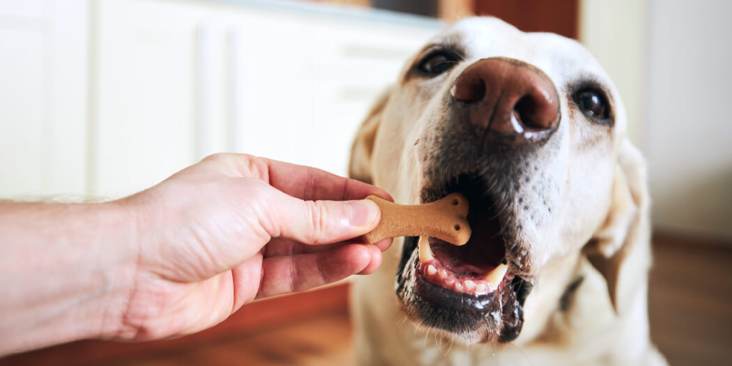 what happens if a dog eats a chicken bone