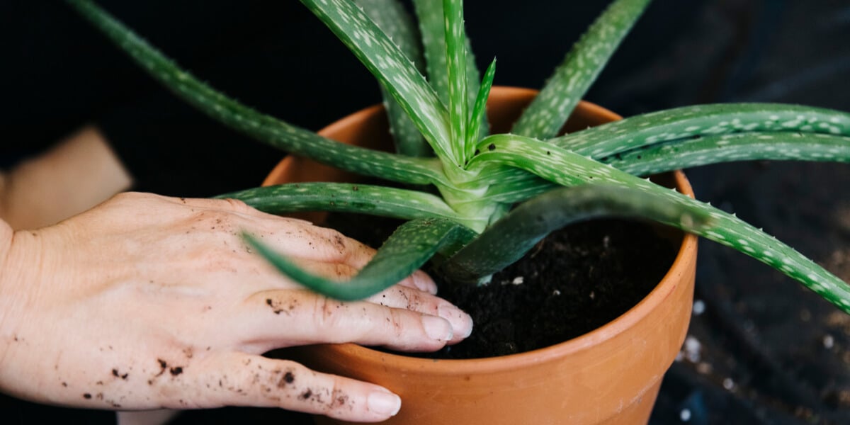 How To Cut Aloe Vera Plant Correctly Easy Tips 7356