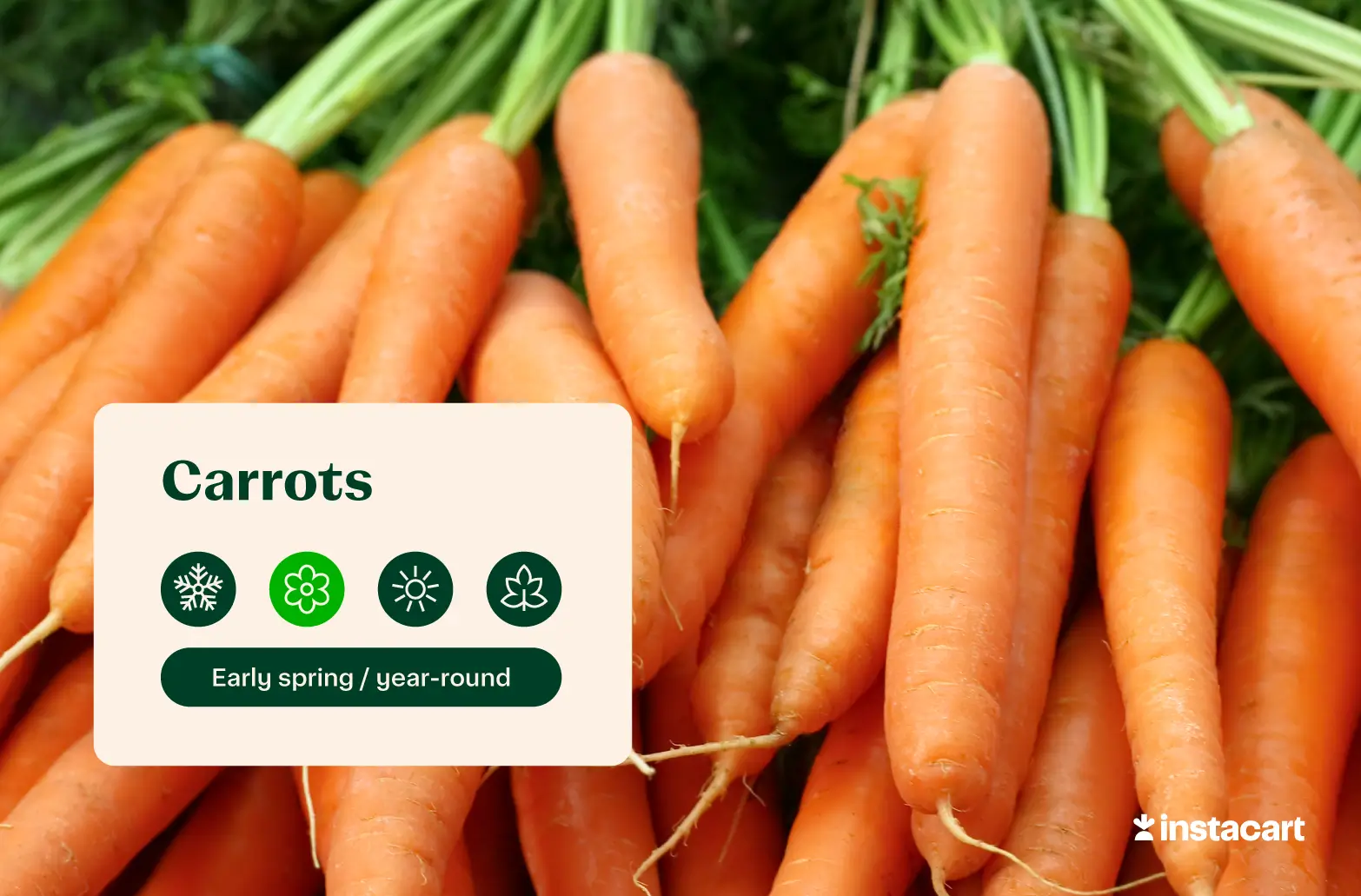 A large bunch of unpeeled, raw carrots with the green tops intact. 