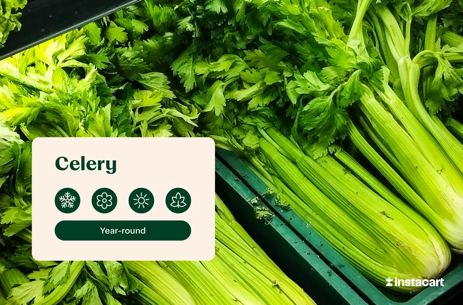 Heads of celery stalks in a grocery store. 