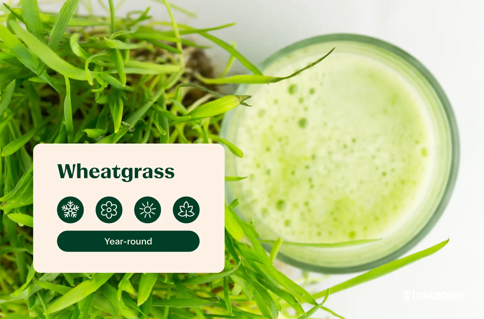 A glass of green liquid on a white solid surface. Wheatgrass is growing in the foreground. 