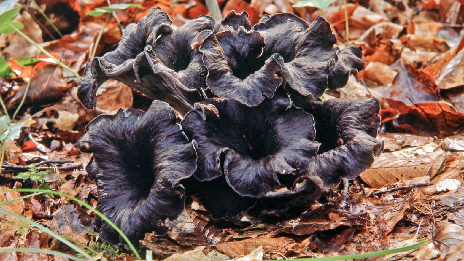 Black trumpet mushrooms