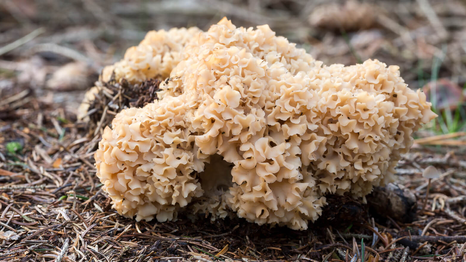 Cauliflower mushrooms