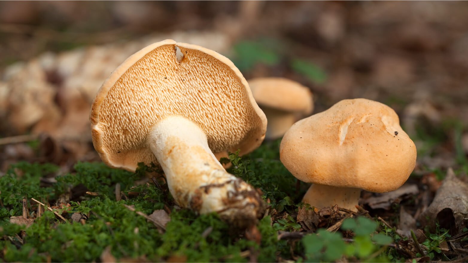 Hedgehog mushrooms