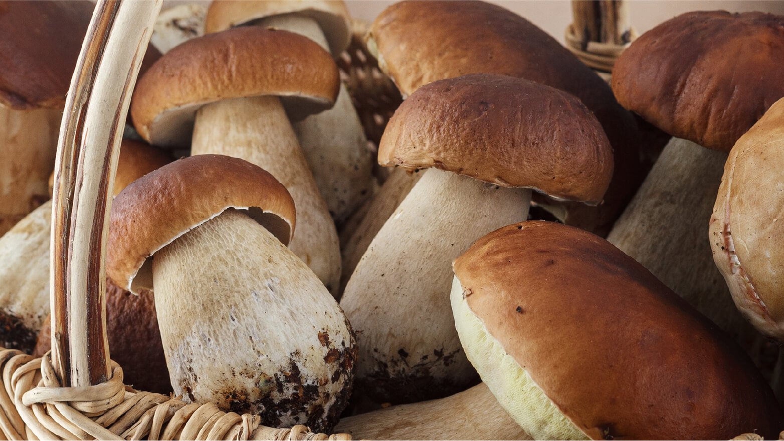 Porcini mushrooms