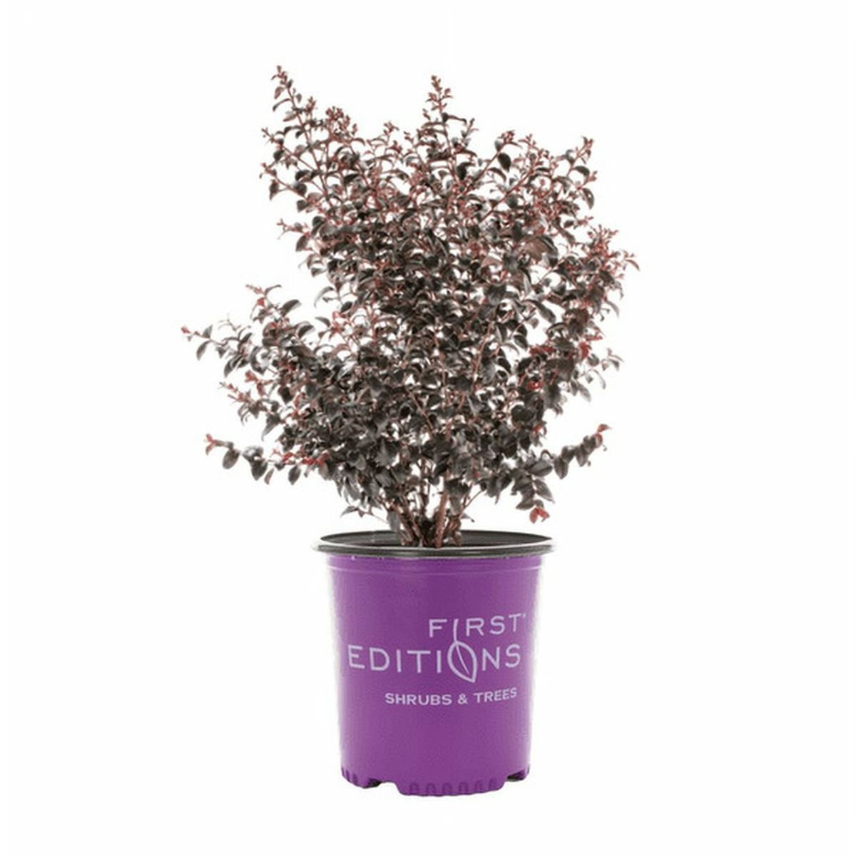 First Editions Crape Myrtle Shadow Magic Live Shrub With Grower Pot ...