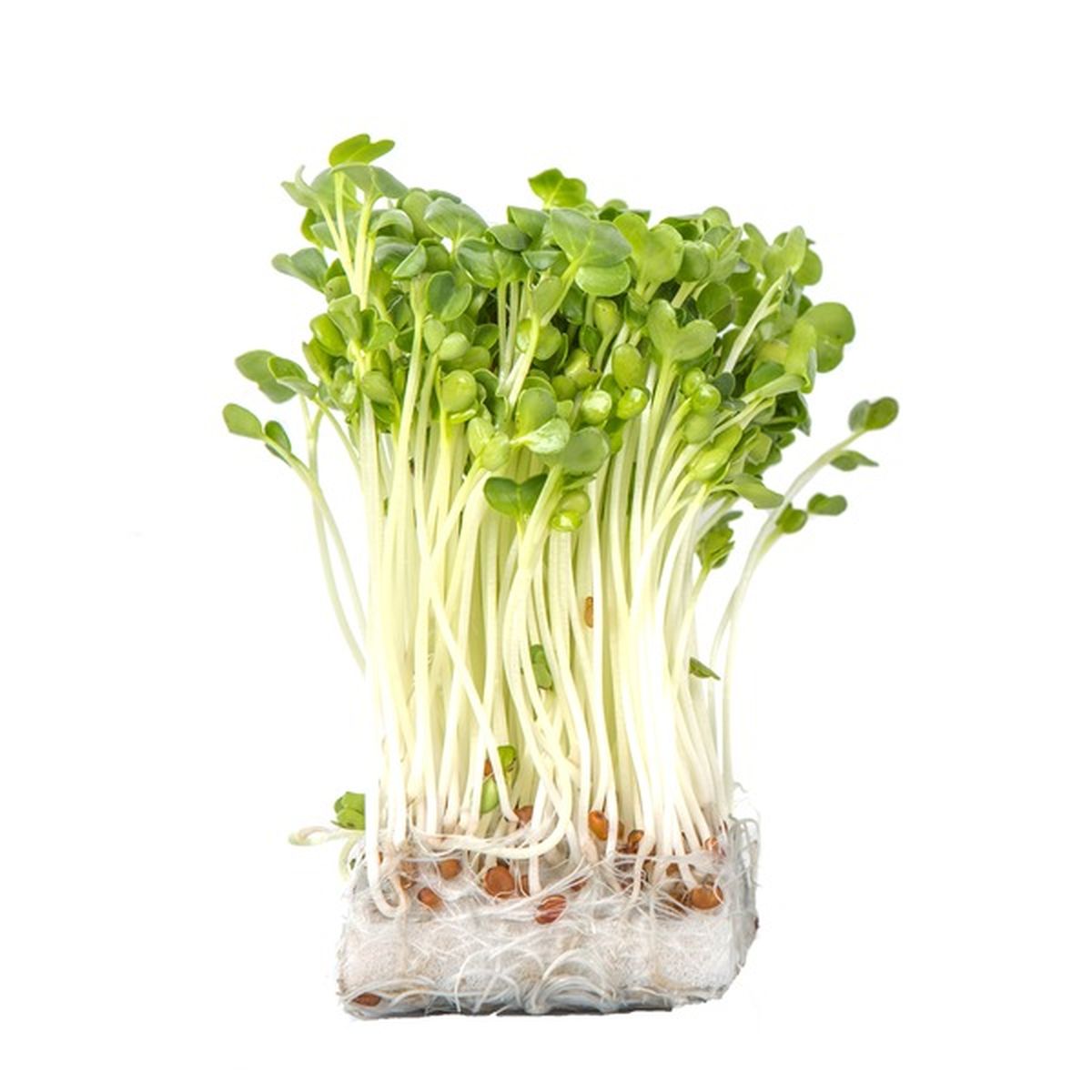 Organic Daikon Radish Sprouts (2 oz) Delivery or Pickup Near Me - Instacart