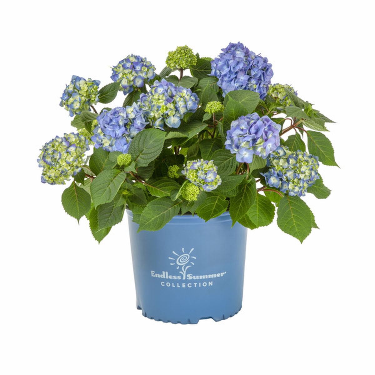 Endless Summer Bloomstruck Hydrangea Live Shrub Grower Pot (3 gal ...