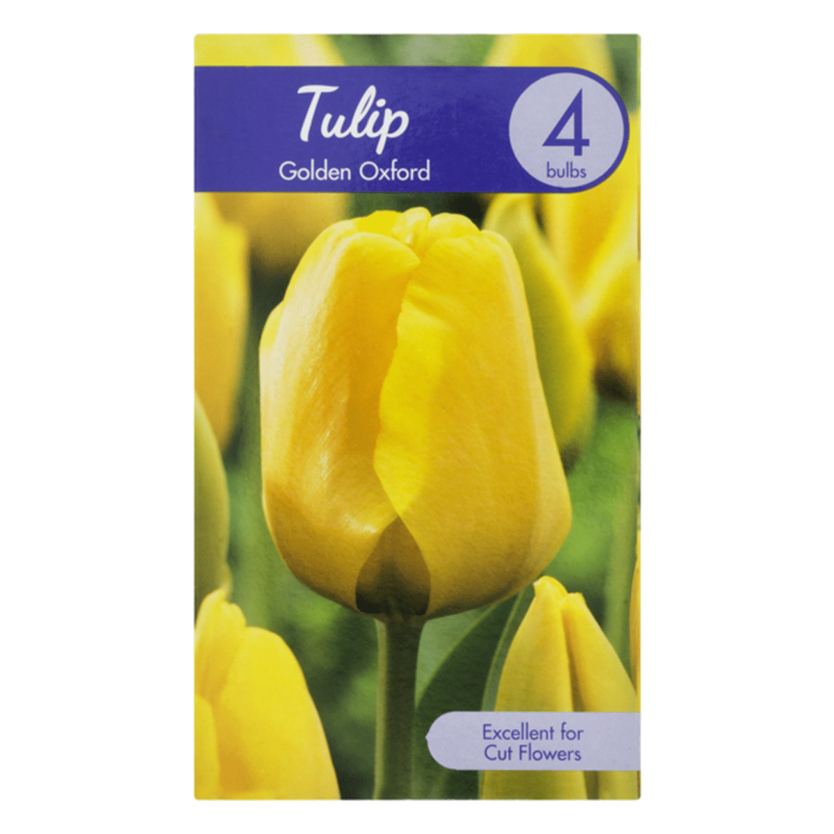 garden-state-bulb-company-tulip-golden-oxford-4-ct-delivery-or-pickup