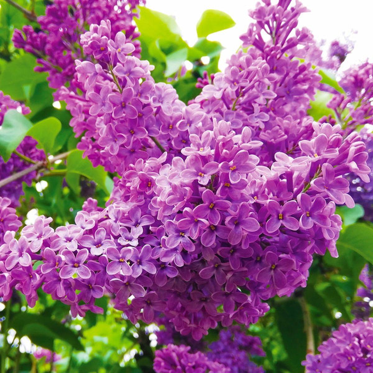 Van Zyverden Full Sun Perennial Plant Root - Purple Lilac (1 each ...