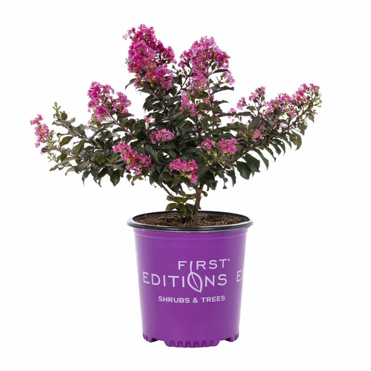 First Editions Crape Myrtle Plum Magic Live Sun Shrub Grower Pot - Pink ...