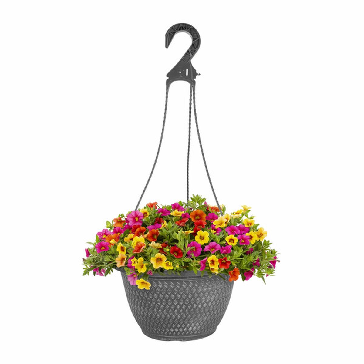 Better Homes & Gardens Calibrachoa Combo Live Plant Hanging Basket ...