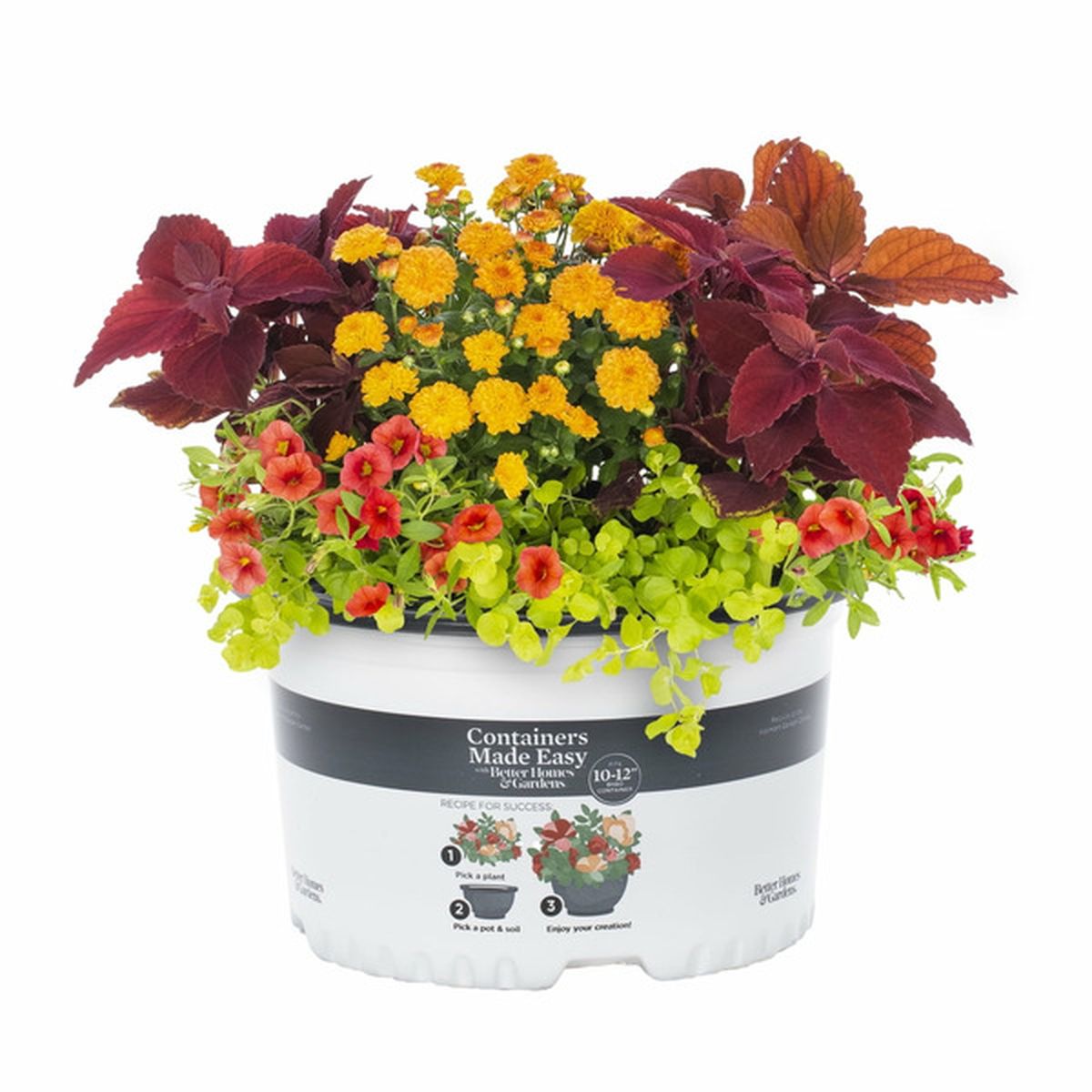 Better Homes & Gardens Multicolor Calibrachoa Coleus Lysimachia 