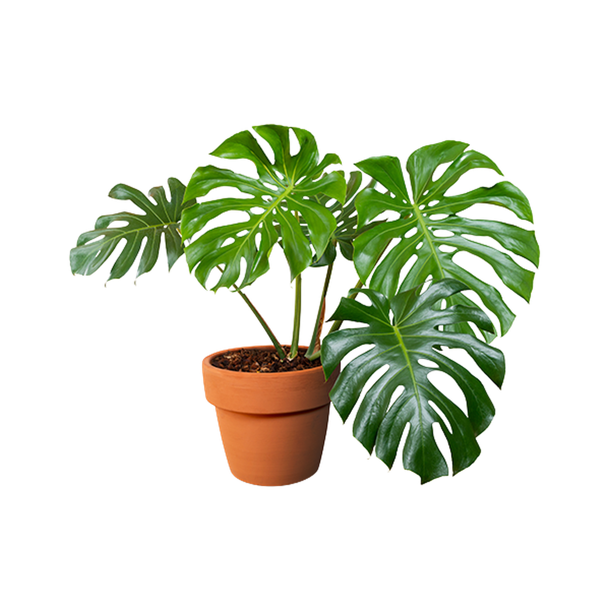 Best Costa Farms Indoor Plants For Delivery Or Pickup Near Me Instacart
