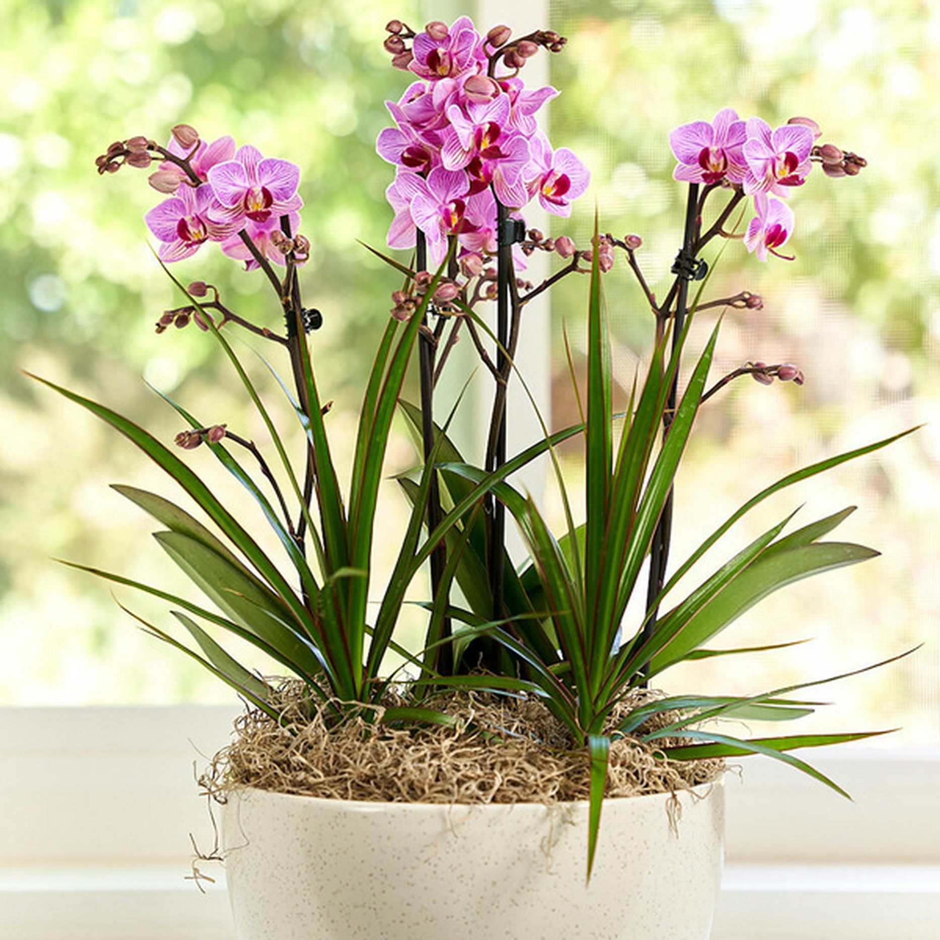 Debi Lilly Leadbetter Garden Orchid Arrangement (9 Inch Diameter ...