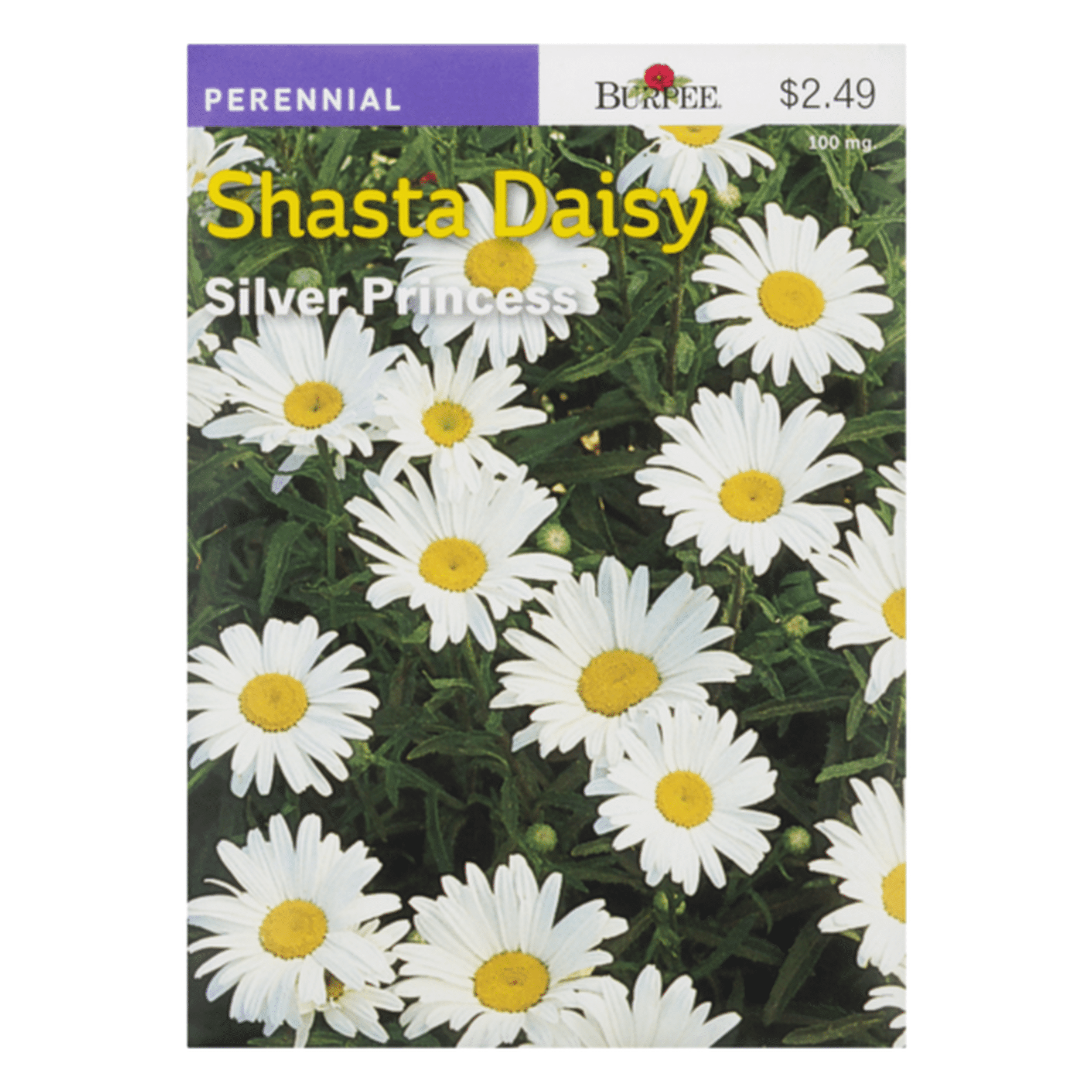 Burpee Shasta Daisy Silver Princess