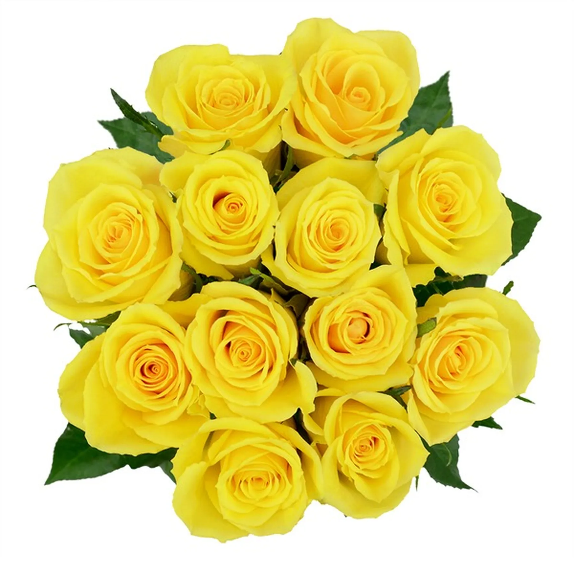 Debi Lilly Assorted Color Roses (1 Bouquet) Delivery or Pickup Near Me ...