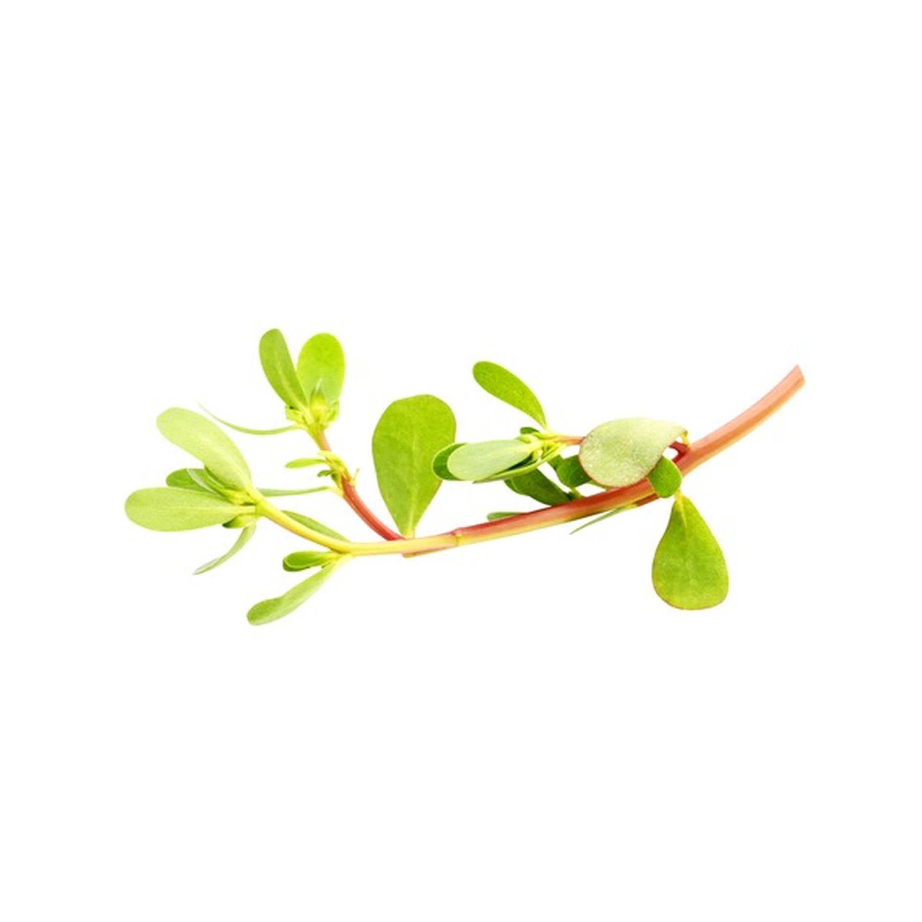 Verdolagas (Purslane) Bunch (per lb) Delivery or Pickup Near Me - Instacart