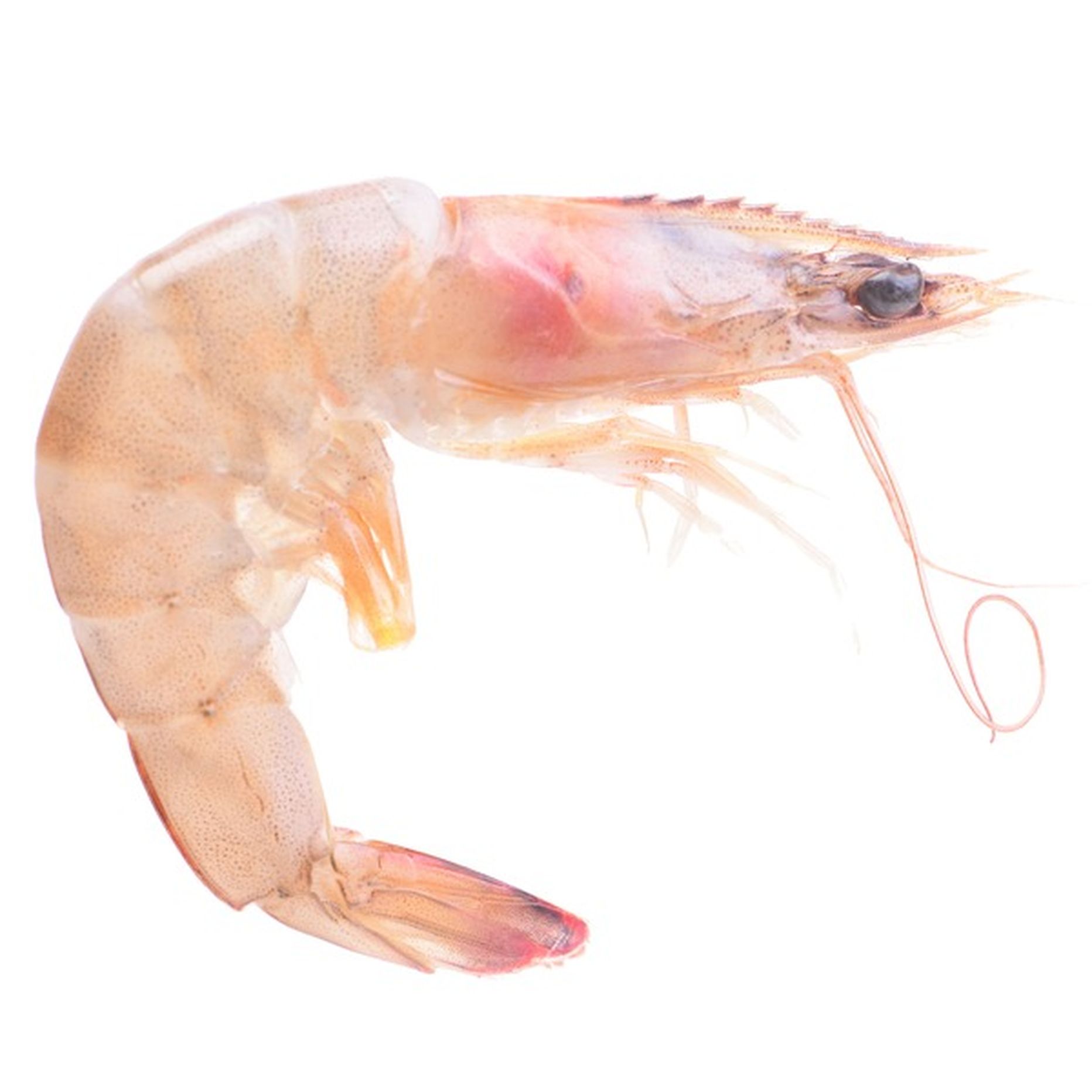 Icy Ocean Wild Caught Premium Raw Ez Peel Argentine Red Shrimp 2 Lb