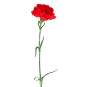 Fresh Cut Carnations Products Delivery Or Pickup Near Me 