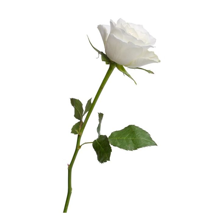 White Roses Delivery or Pickup Near Me - Instacart