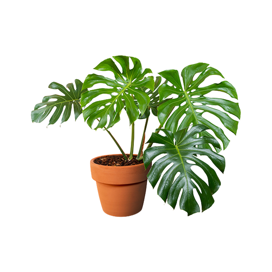 Best Indoor Plants for Delivery or Pickup Near Me | Instacart