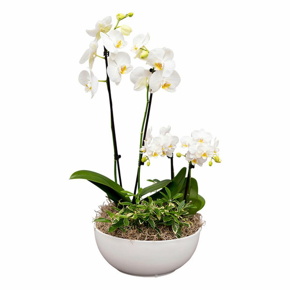 Westerlay Orchids Gaviota Garden Orchid Arrangement (12 Inch Diameter ...