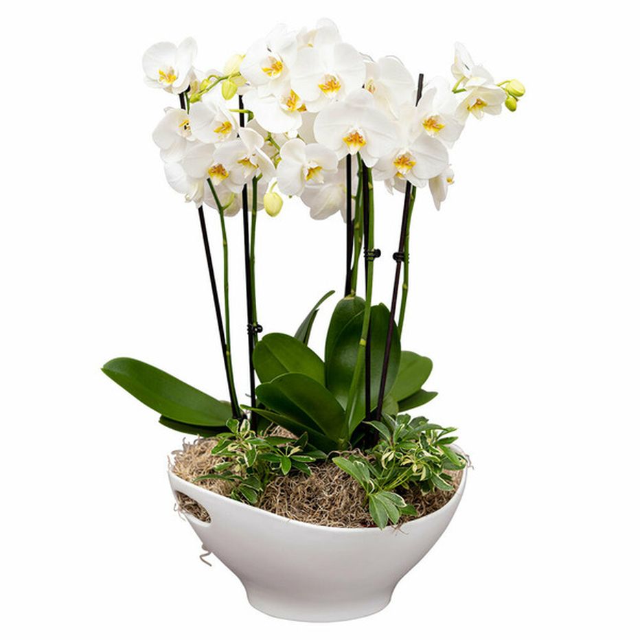 Debi Lilly Miramar Garden Orchid Arrangement (15 Inches Wide) Delivery ...